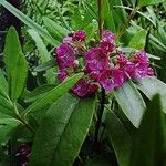 Kalmia angustifolia 花