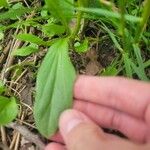 Cardamine bulbosa 叶