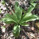 Clintonia umbellulata 葉