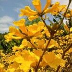 Handroanthus albusFlor