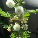 Acacia angustissima Flower