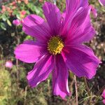 Cosmos bipinnatus Flower