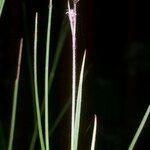 Fuirena pubescens Other