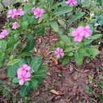 Catharanthus roseusHoja