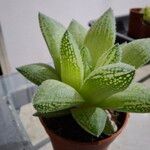 Haworthia turgida Leaf