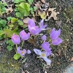 Crocus sieberi Blüte