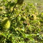 Rosa roxburghii Fruit