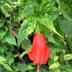 Malvaviscus penduliflorus Folha