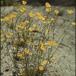 Eschscholzia glyptosperma ᱛᱟᱦᱮᱸ