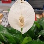 Spathiphyllum wallisiiCvet