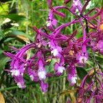 Epidendrum porphyreum Flower