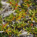 Ernodea littoralis Hoja