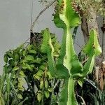 Euphorbia cooperi Hoja
