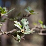 Crataegus rhipidophyllaFolio