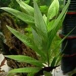 Hygrophila corymbosa List