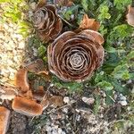 Cedrus atlantica Fiore