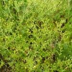 Potentilla intermedia Leaf