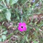 Dianthus carthusianorumЦвят