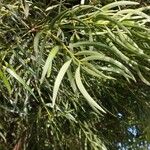 Podocarpus salignus Feuille