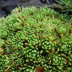 Saxifraga moschata Blad