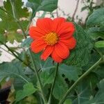 Tithonia rotundifoliaΛουλούδι