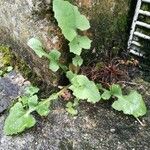 Sonchus oleraceus (L.) L.Leaf