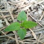 Scutellaria lateriflora Leaf