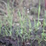 Utricularia arenaria Yeri