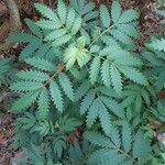 Melianthus comosus Blad