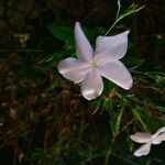 Jasminum officinale Fleur