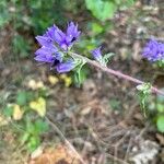 Campanula glomerata花