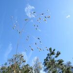 Eragrostis paniciformis Flower