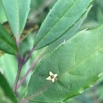 Helwingia chinensis Flor