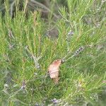 Callistemon pityoides