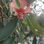 Clusia orthoneura Flor