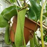 Nepenthes truncata Folha