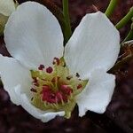 Pyrus pyrifolia Blomma