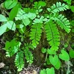 Adiantum pedatumFolha