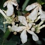 Bonafousia siphilitica Цвят