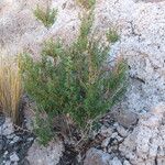 Clinopodium gilliesii Otro