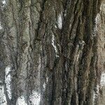 Populus nigra 树皮