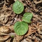 Viola rotundifolia 葉