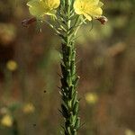 Oenothera rubricaulis Fiore