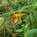 Impatiens capensis Flor