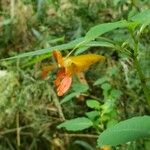 Impatiens capensis Blüte