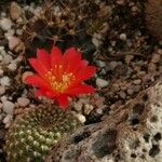 Rebutia minuscula Квітка