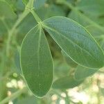 Zygophyllum fabago Leaf