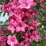 Weigela hortensis Кветка