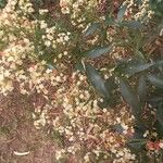 Ceratopetalum gummiferum Flor