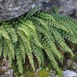 Asplenium viride Листок